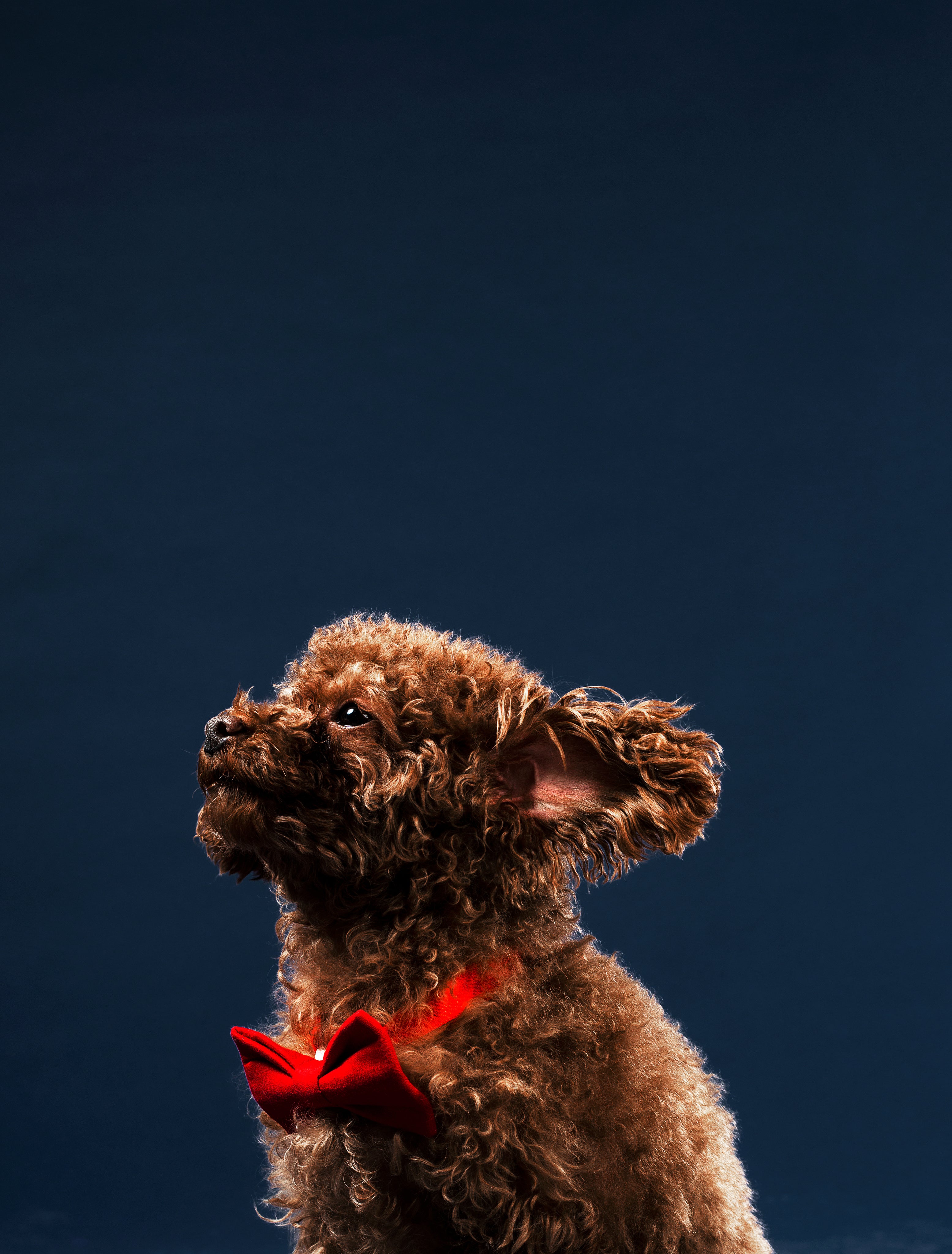 Pet Supplies